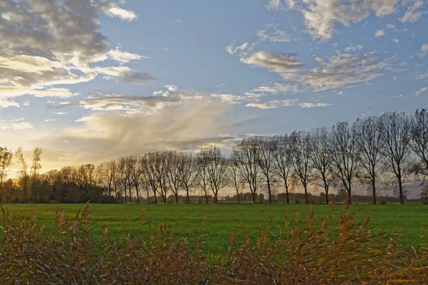 Sonnenuntergang Der Baumallee — Stockfoto