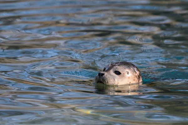 Jeune Phoque Dans Eau — Photo