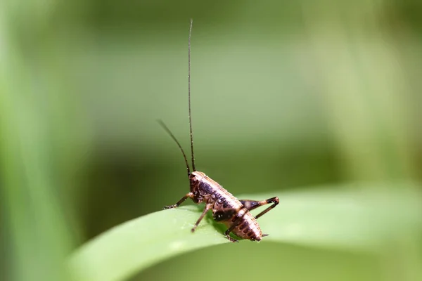 Konik Polny Koń Siano Świerszcz Białym Paskiem Liściu Natura — Zdjęcie stockowe