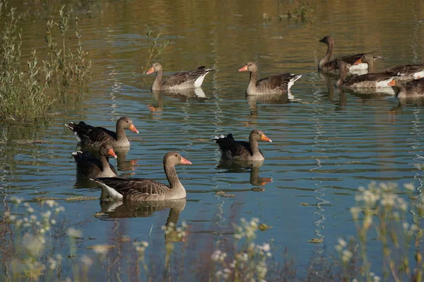 Los Gansos Nadan Círculo — Foto de Stock