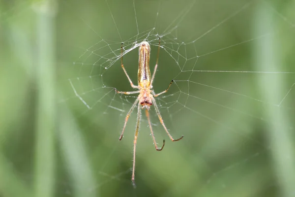 Biegnący Pająk Natura Markro — Zdjęcie stockowe