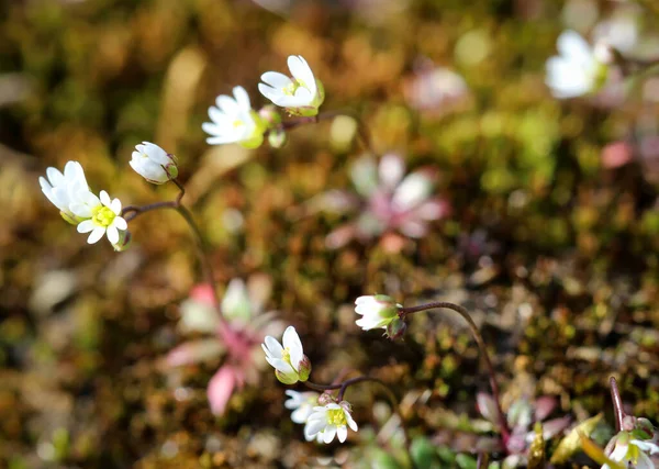 Маленькие Цветки Между Мхом Природой Весной — стоковое фото