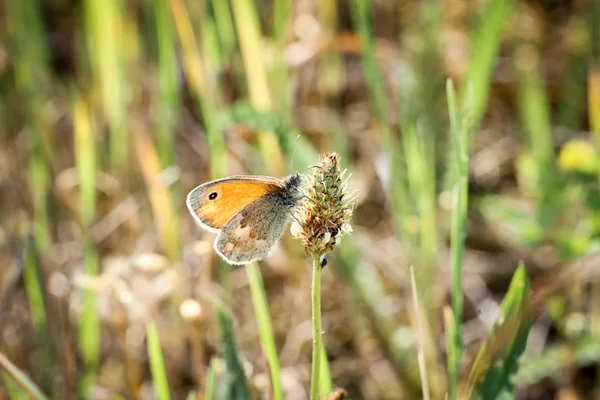 Schmetterling Auf Grashalm Natur Schmetterlinge — Stockfoto