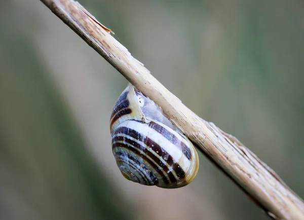 Snail Blade Grass Nature — Stock Photo, Image