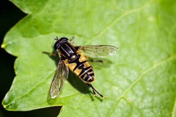 Hoverfly Grape Leaf Nature — Stock Photo, Image