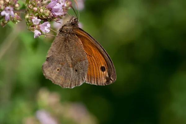 Widok Bliska Piękny Kolorowy Motyl — Zdjęcie stockowe