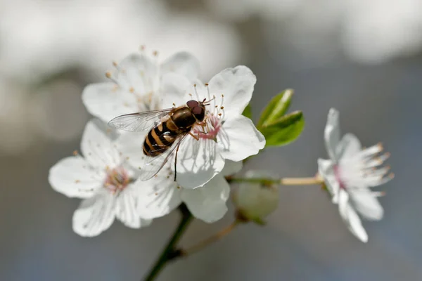Manzano Flores Florecen Primavera — Foto de Stock