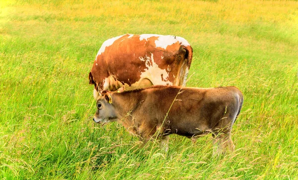 Calf Cow Meadow Animal Grass Nature Domestic Cattle Cattle — Stock Photo, Image
