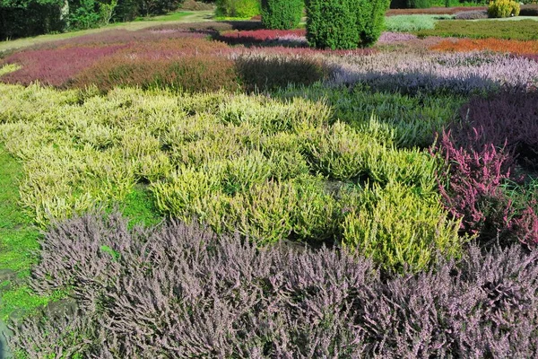 Vacker Botanisk Skott Naturliga Tapeter — Stockfoto