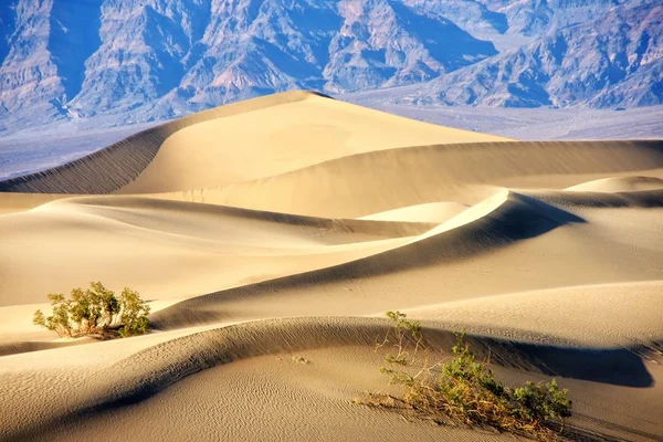 Dehors Autour Dans Des Dunes Sable Plaines Mesquite Dans Vallée — Photo