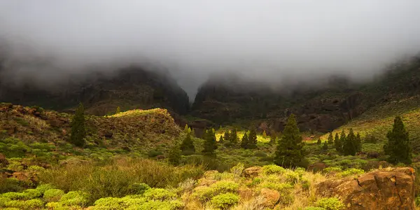 霧の中のカナリアの森 — ストック写真