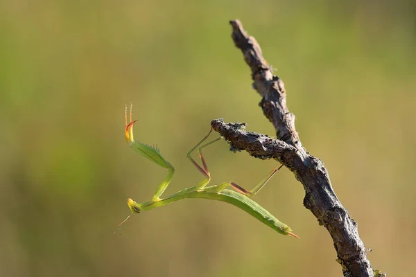 Insectos Mantis Insectos Presa — Foto de Stock