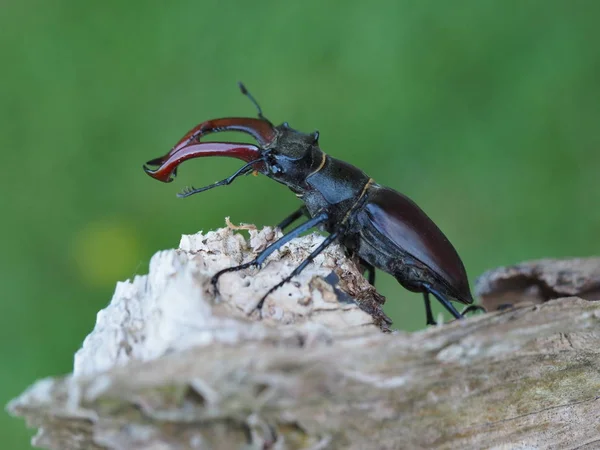 Närbild Insekter Vild Natur — Stockfoto