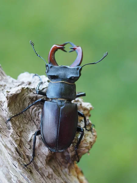 Close Bug Natureza Selvagem — Fotografia de Stock