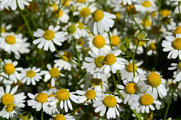 Heřmánku Květiny Okvětní Lístky Polní Flóra — Stock fotografie