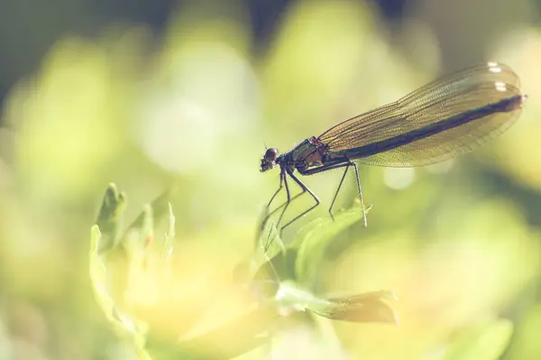 Vista Macro Primer Plano Del Insecto Libélula — Foto de Stock