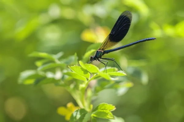 Férfi Sávos Demoiselle Calopteryx Pompázatos Egy Makró Lövés Puha Bokeh — Stock Fotó