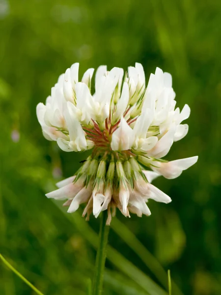 Biały Kwiat Koniczyny Zbliżenie — Zdjęcie stockowe