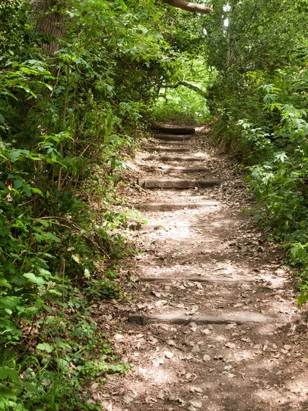 Caminho Passos Lama Passando Pela Floresta — Fotografia de Stock