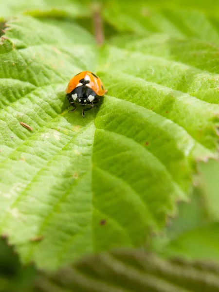 Mariquita Descansando Sobre Una Hoja Verde Sol Verano Calor Exterior — Foto de Stock