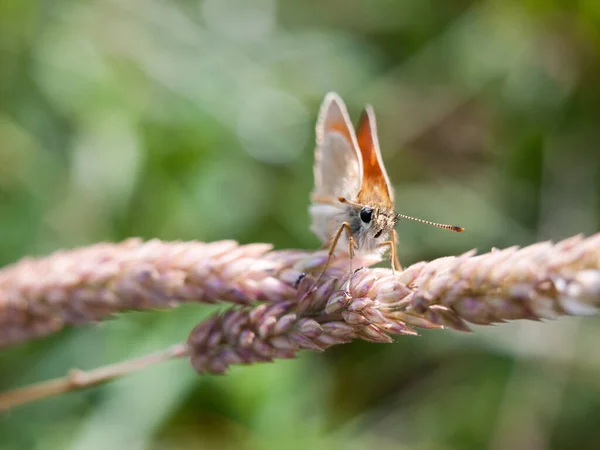 Belle Teigne Dans Herbe Sur Feuille Été Sur Blé — Photo