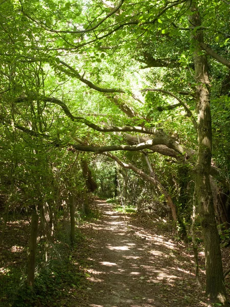 Egy Buja Zöld Árnyékos Séta Egy Erdő Titkát — Stock Fotó