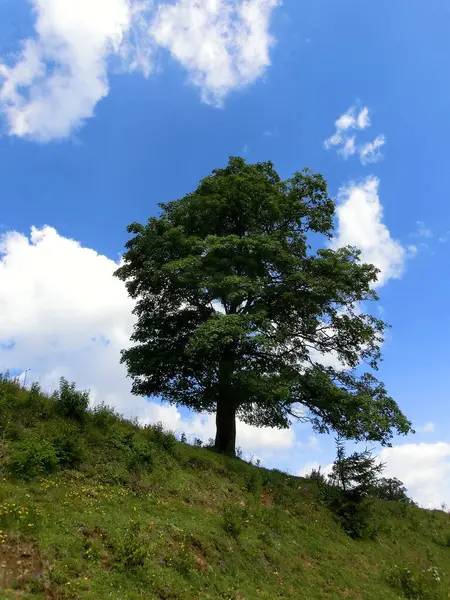 Кленовое Дерево Лугу Перед Небом — стоковое фото