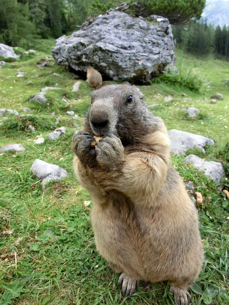 Murmeltier Murmeltier Nagetier — Stockfoto