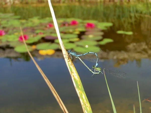 Närbild Insekter Naturen — Stockfoto