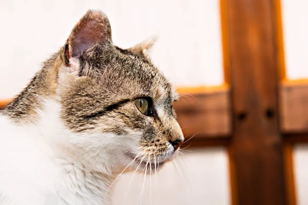 portrait of a gray and white cat from the side