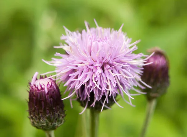 pink thistle isolated outside in a meadow in uk summer