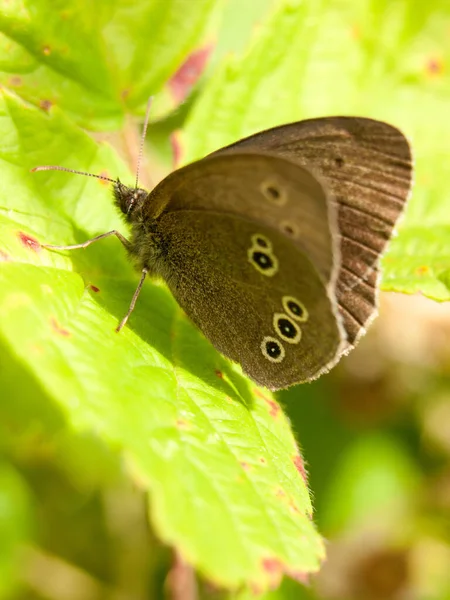 美しい茶色の斑点がある蝶は夏に葉の集まりで終わり — ストック写真