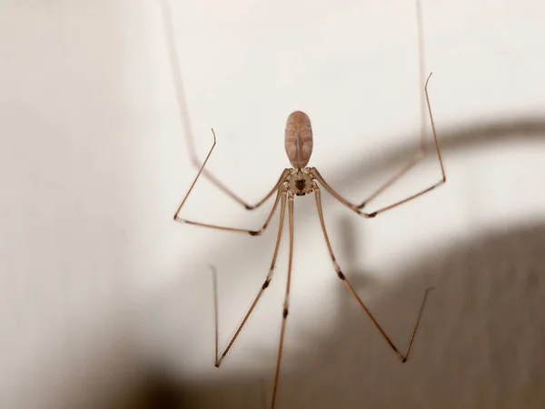 可怕的蜘蛛 可怕的昆虫 — 图库照片
