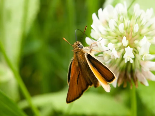 Hermosa Polilla Hierba Hoja Verano Trébol — Foto de Stock