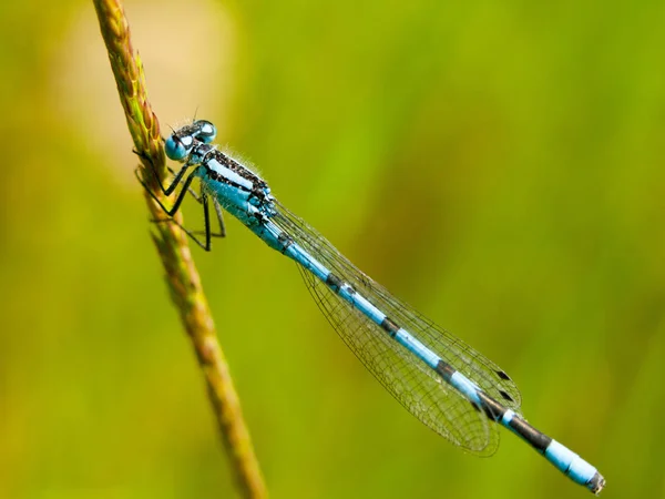 Bella Macro Vicino Blu Libellula Blu Dettagliata — Foto Stock