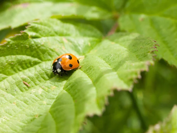 Ladybird Rusten Een Groen Blad Zomer Zon Warmte Buiten Macro — Stockfoto