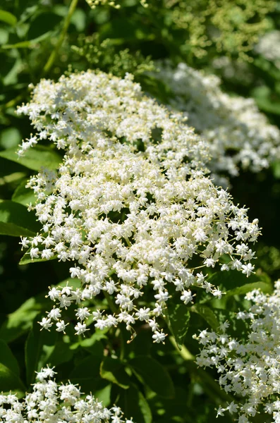 Schöne Blumen Blumiges Konzept Hintergrund — Stockfoto