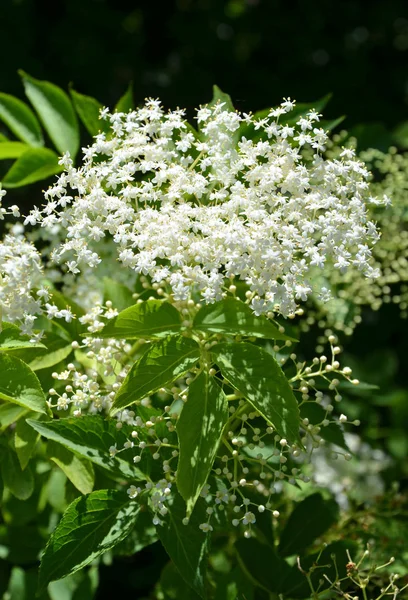 Schöne Blumen Blumiges Konzept Hintergrund — Stockfoto