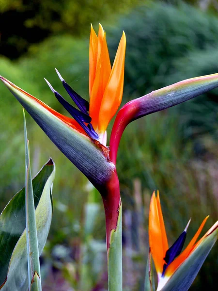 Strelitzia Reginae Тропический Цветок — стоковое фото