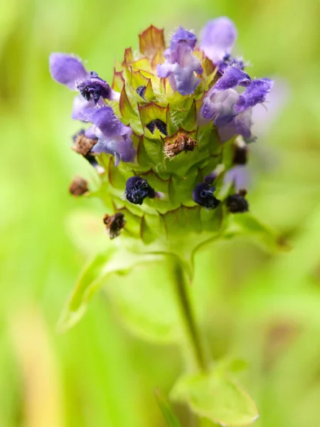 Crescente Roxo Wildflower Verão Vista Superior — Fotografia de Stock