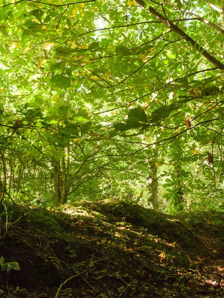 Dentro Floresta Verde Verão Dia Wivenhoe Essex England — Fotografia de Stock