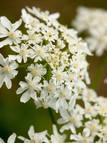 Macro Frische Neue Cremige Weiße Blütenköpfe Inspirierend — Stockfoto