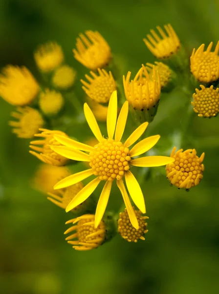 Sarı Jacobaea Çiçeğinin Kafası Dışarıda Güzel Harika — Stok fotoğraf