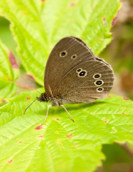 Beautiful Brown Spotted Butterfly Close Summer Leaf Gathering — Stock Photo, Image