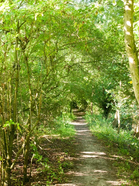 Sentier Pédestre Vert Travers Une Forêt Été Jour Wivenhoe Essex — Photo