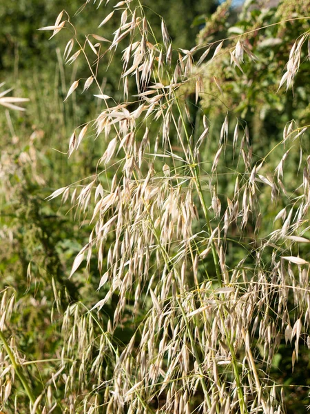 Interessant Gras Textuur Patroon Close Het Veld England — Stockfoto