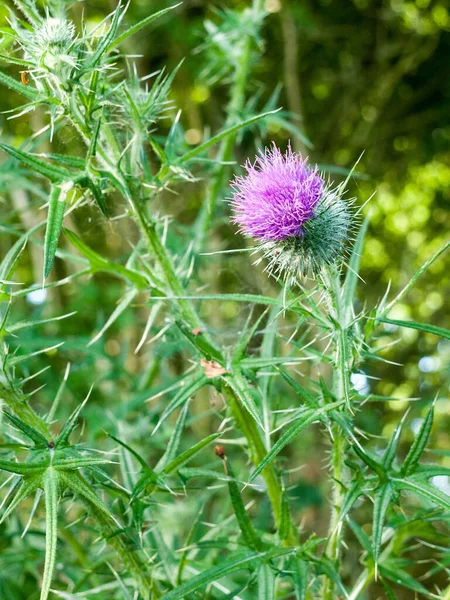 Wilde Flora Distel — Stockfoto