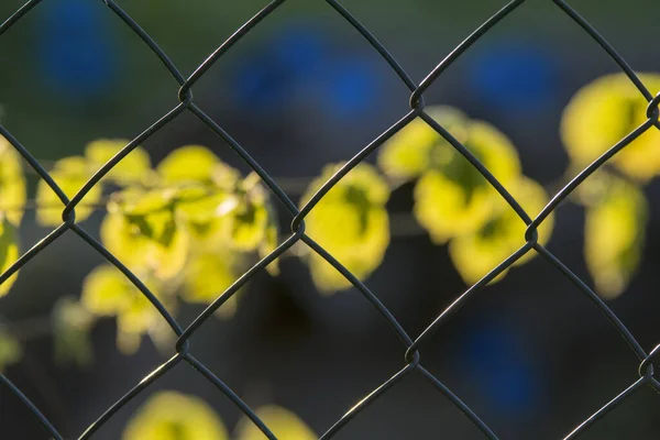 Chainlink Fence Backlight — Stock Photo, Image