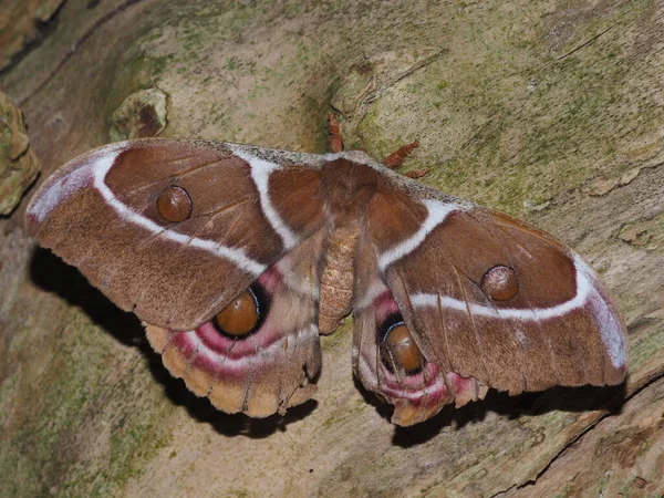 Madagascar Kejsare Spinnare Silke Mal — Stockfoto