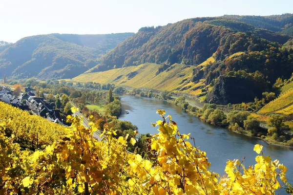 秋のワイン村バーグとモゼル渓谷前景の黄金の黄色のブドウ — ストック写真